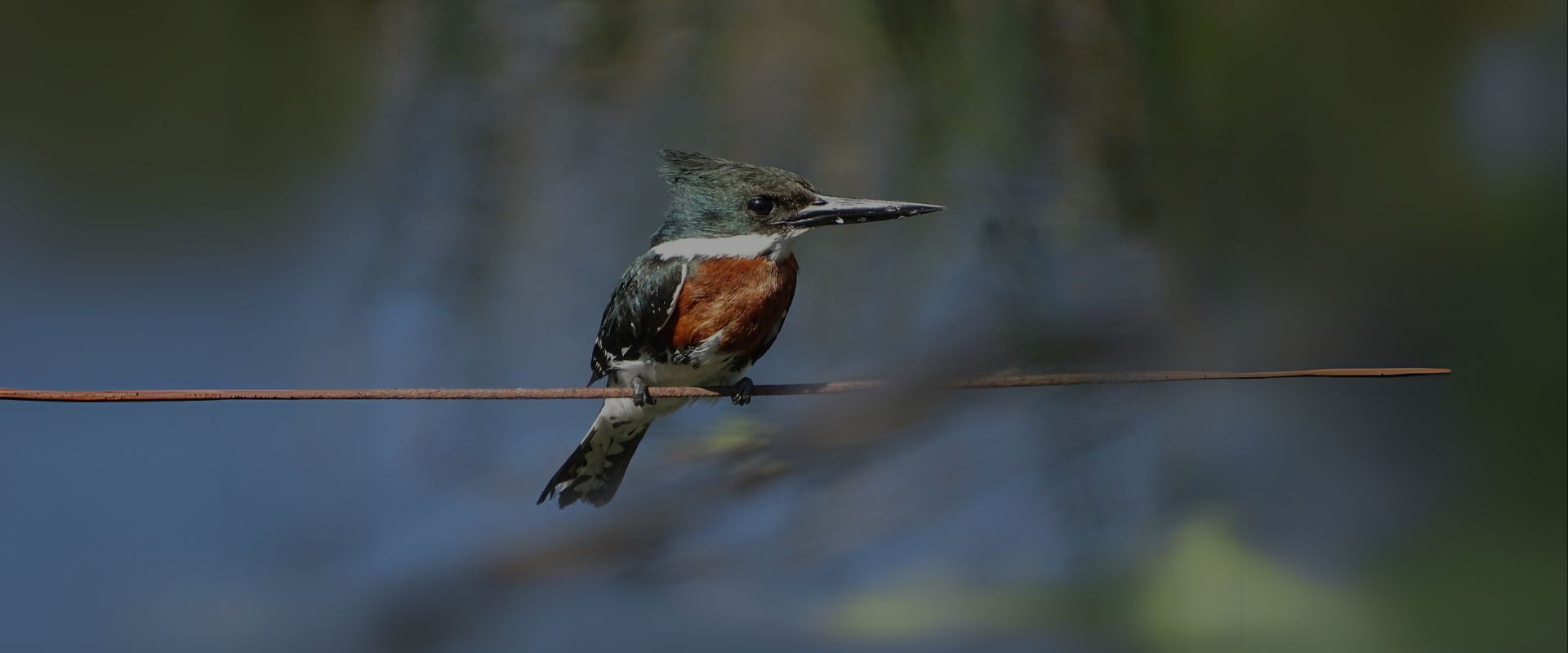 Birding and Tours Observación de aves y fotografía de naturaleza en Buenos Aires, Argentina