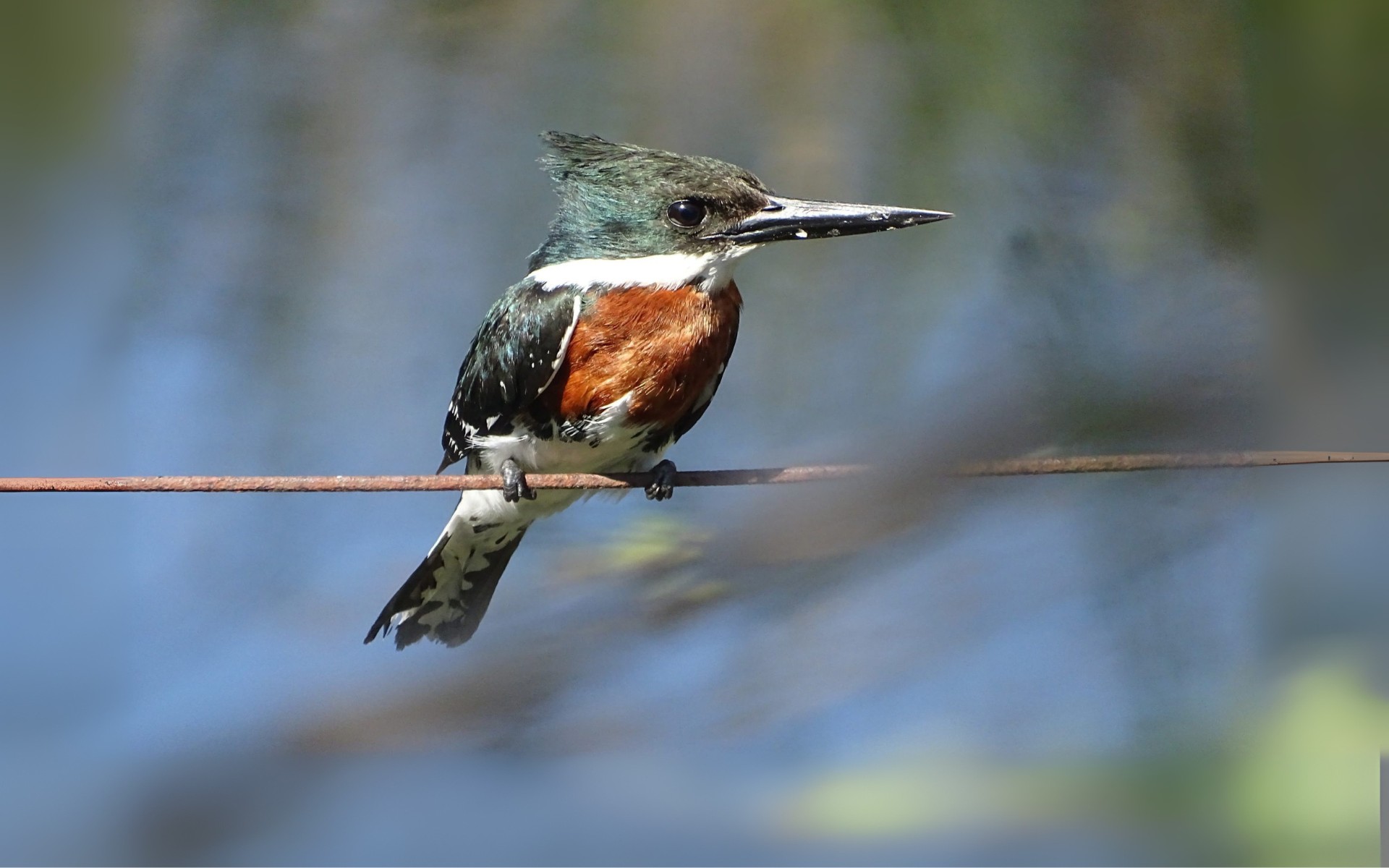 Observación de aves con Guía Profesional. Salidas grupales e individuales en la Ciudad de Bs. As